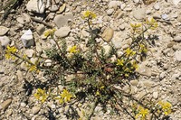 Sisymbrella aspera
