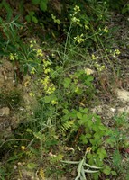 Sisymbrium altissimum