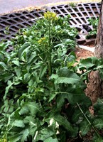 Sisymbrium irio