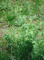 Sisymbrium officinale