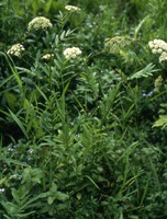 Sium latifolium