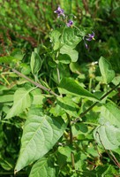 Solanum dulcamara