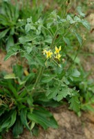 Solanum lycopersicum