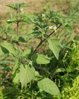 Solanum nigrum
