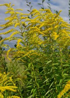 Solidago canadensis