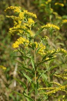 Solidago gigantea