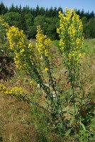 Solidago virgaurea