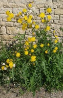 Sonchus arvensis