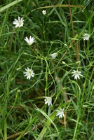 Stellaria palustris