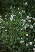 Symphyotrichum lanceolatum