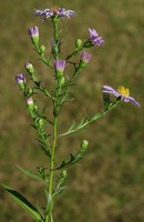 Symphyotrichum salignum