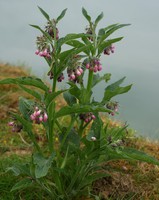 Symphytum officinale