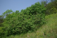 Syringa vulgaris