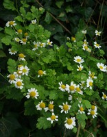 Tanacetum parthenium