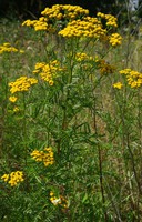Tanacetum vulgare