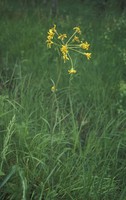 Tephroseris helenitis