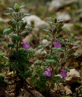 Teucrium botrys