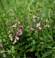 Teucrium chamaedrys