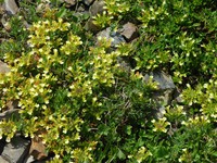 Teucrium montanum