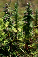 Teucrium scordium