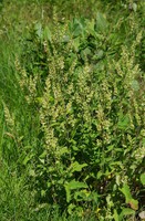 Teucrium scorodonia