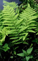 Thelypteris palustris