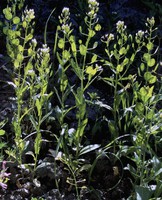 Thlaspi arvense