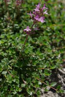 Thymus praecox