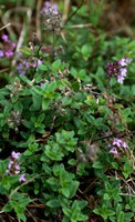 Thymus pulegioides