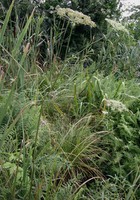 Thysselinum palustre
