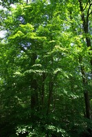 Tilia cordata