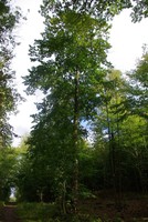 Tilia platyphyllos