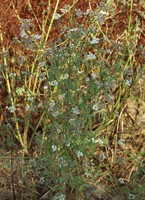 Torilis arvensis