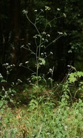 Torilis japonica
