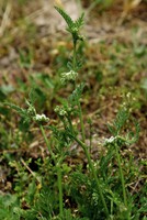 Torilis nodosa