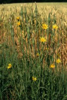 Tragopogon dubius
