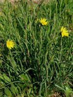 Tragopogon pratensis