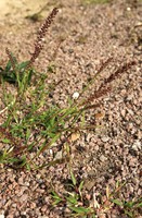Tragus racemosus