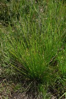 Trichophorum cespitosum