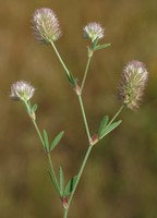 Trifolium arvense