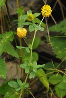 Trifolium aureum