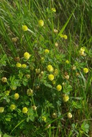 Trifolium campestre
