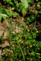 Trifolium dubium