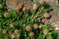 Trifolium fragiferum