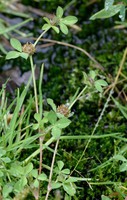 Trifolium glomeratum