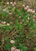 Trifolium hybridum