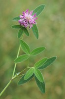 Trifolium medium