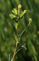 Trifolium micranthum
