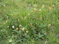 Trifolium montanum