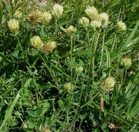 Trifolium ochroleucon